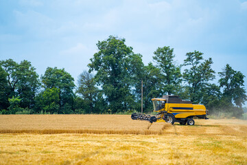 Harvesting wheat in the field. Combine farm landscapes.