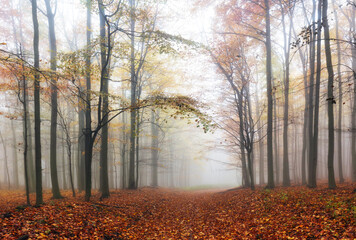 Obraz premium Autumn forest with trees - Fall nature at fog