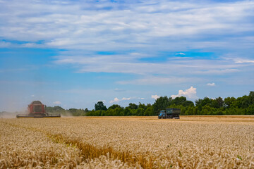 Fototapeta na wymiar Field farming cereal by big combine. Yellow wheat harvesting.