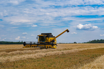 Industrial combine harvester gather rioe wheat field. Big farming machine for cereals working in the field.