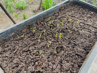 Seedlings in a pot close-up.