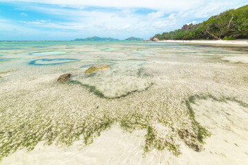 Coral reef by the shore in Anse Source d'Argent beach