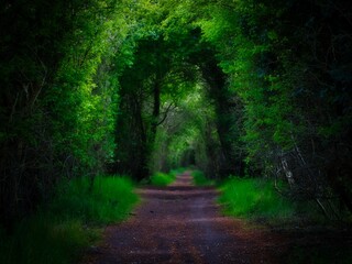 Fototapeta premium Empty path in a forest looking like a tunnel