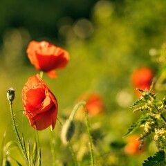 Selective focus shot of a poppy on a sunny day