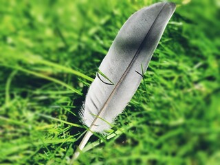Closeup of a bird feather on a green lush grass