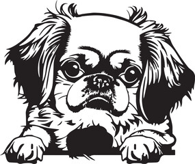 Pekingese face isolated on a white background, SVG, Vector, Illustration.	