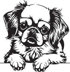Pekingese face isolated on a white background, SVG, Vector, Illustration.	