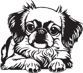 Pekingese face isolated on a white background, SVG, Vector, Illustration.	