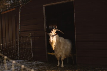 Dairy goats on a small farm in Ontario, Canada. Farming and agriculture in North America.