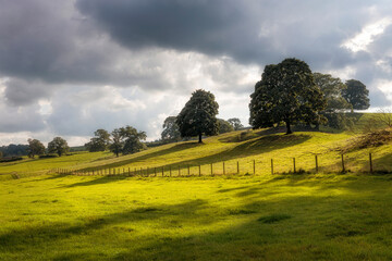 Fototapeta na wymiar Trees in late afternoon sun near Tarn Hows, Lakes District, England