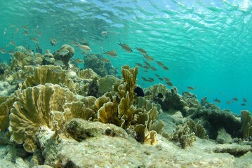 Fototapeta na wymiar View of fish swimming in water