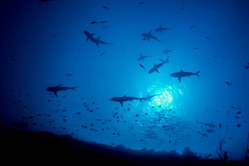 Low-angle shot of scalloped hammerhead sharks swimming in the ocean