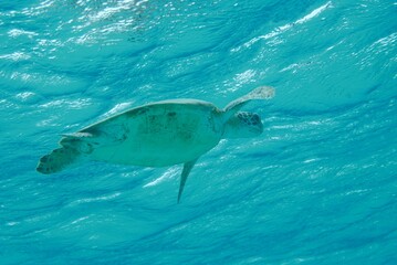 Closeup of a Green sea turtle swimming in the ocean