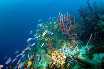 Naklejka na ściany i meble Closeup of parrot fish swimming among ocean plants underwater