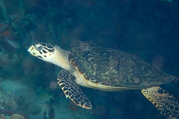 Closeup of a hawksbill sea turtle (Eretmochelys imbricata) swimming in the ocean