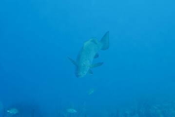 Sphyraena barracuda (great barracuda) swimming in the ocean