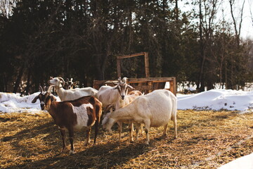 Obraz na płótnie Canvas Dairy goats on a small farm in Ontario, Canada. Farming and agriculture in North America.