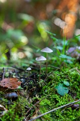 Closeup of Mycena galopus fungus captured along the greenery of a wet forest