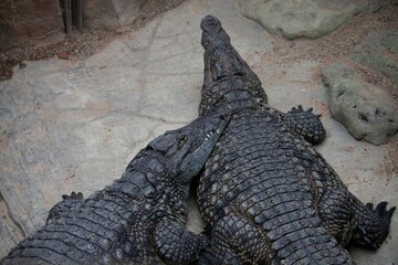 Closeup of a Nile crocodile (Crocodylus niloticus) couple on the ground