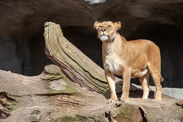 Closeup of a female lion standing on a big broken tree