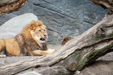 Obraz premium Closeup of a male lion sitting on a big broken tree