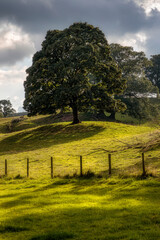 Fototapeta premium Trees in late afternoon sun near Tarn Hows, Lakes District, England