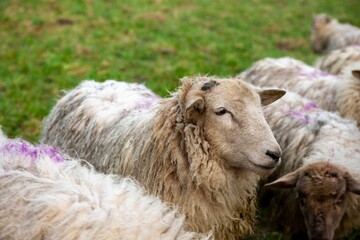 Closeup of sheep in a green field at a farm