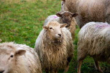 a bunch of sheep are standing in the grass together at the same time