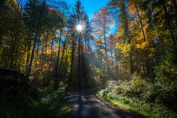 Beautiful view of autumn trees in the forest during sunrise