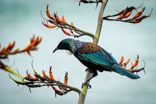 Tui (Prosthemadera novaeseelandiae) perched on a branch