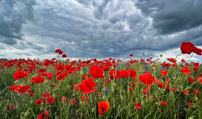 Beautiful landscape with red poppies and blue flowers in the field under dark blue cloudscape