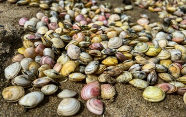 Closeup of tiny colorful Shellfish on the wet sandy beach