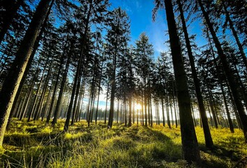 Breathtaking view of bright sun shining behind tall green pine trees in the forest