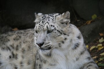 Closeup shot of a snow leopard resting on the ground at the zoo with blur background