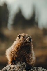 Naklejka na ściany i meble Vertical shot of a groundhog standing on a rock with blurred background of trees