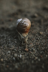 snail on the road