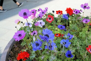 Fototapete bei efototapeten.de bestellen   