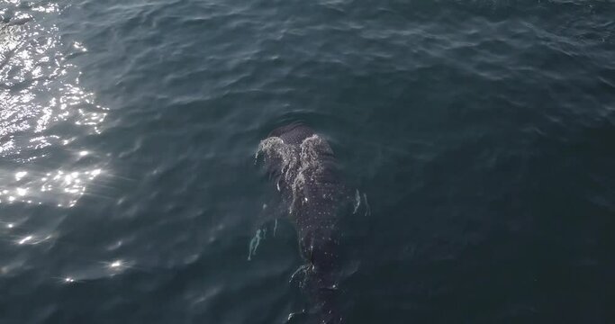 Whale shark footage taken with drone in Qatar during the second largest aggregation in the world.