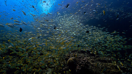 Fototapeta na wymiar Artistic underwater photo of schools fish in the deep blue sea.