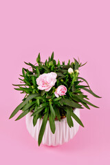 Dianthus plant with pink flowers in pot on pink background with copy space