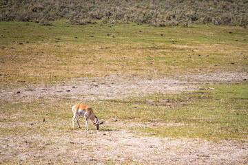 Antilope dans le parc de Yellowstone