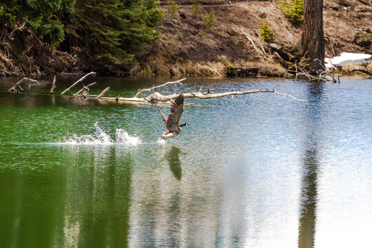 Dans le parc de Yellowstone