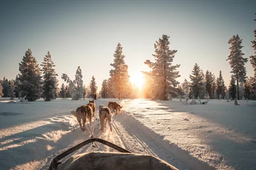 Poster Im Rahmen Husky safari activity at Lapland, Finland at winter © Albert Casanovas/Wirestock Creators