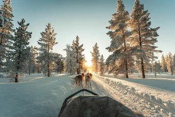 Tuinposter Husky safari activity at Lapland, Finland in winter © Albert Casanovas/Wirestock Creators
