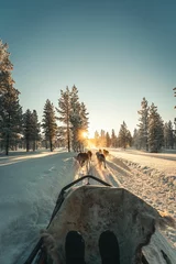 Fotobehang Husky safari activity at Lapland, Finland in winter © Albert Casanovas/Wirestock Creators