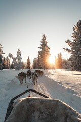Husky safari activity at Lapland, Finland in winter
