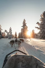 Poster Im Rahmen Husky safari activity at Lapland, Finland in winter © Albert Casanovas/Wirestock Creators