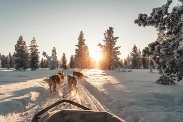 Fotobehang Husky safari activity at Lapland, Finland in winter © Albert Casanovas/Wirestock Creators