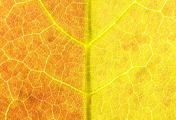 Yellow maple leaf texture close-up. Macro photography.