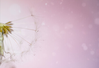 Dandelion fluff close-up. Macro photography.